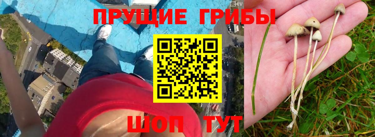 как найти   Псилоцибиновые грибы Psilocybine cubensis  Вход с VPN  Галлюциногенные грибы Cubensis  Мурино 